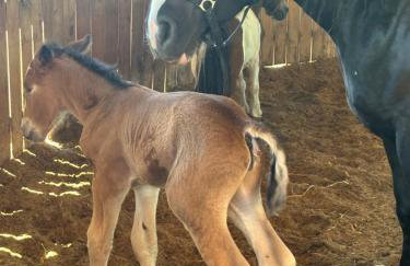 Koperkowe Rancho Beskid Wyspowy Domek Małopolskie KAMIONNA - Foto 13