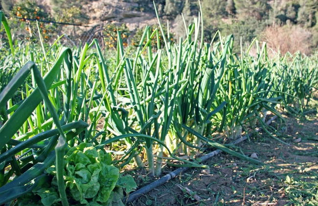 Hort de Mao El Rebost - Foto 30