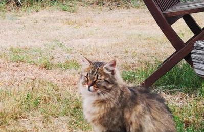 Gästesuite am Waldrand, Ausstieg auf Zeit - Foto 18
