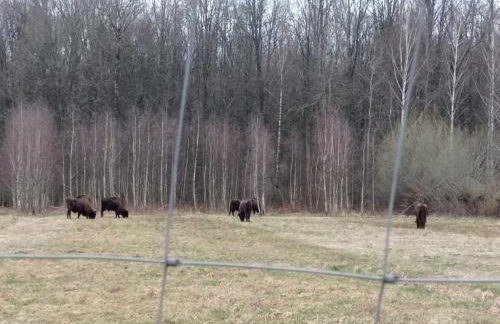 Agroturystyka Przy Siole Budy - Foto 37