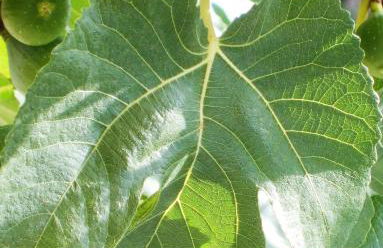 Ferienhaus Pfalzklause - Foto 18