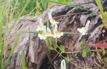 Le Grotte di Sileno - Foto 59