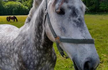 Zwei Seen Ferienhaus - Foto 46