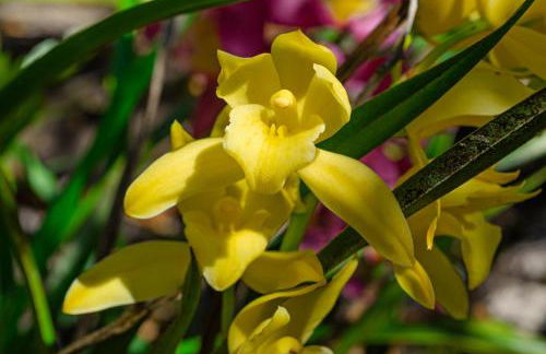 Chalé Flores e Amores - Photo 60
