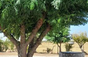 Monte do Ribeiro Baço - Monsaraz - Foto 16