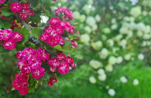 Kêr Neizh Breizh - Gîtes de Charme - Le Petit Châtelier - Foto 8