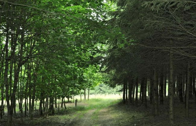 Frankenwaldhaus Comfortable Holiday Residence - Foto 21