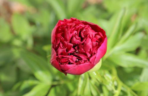 GITE MONTGOLFIÈRE 6 PERSONNES - Foto 37