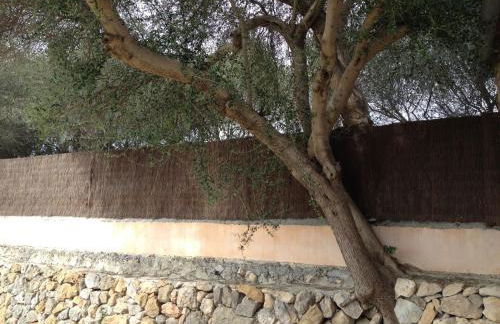 Agroturismo Finca Dalt Murada - Photo 31