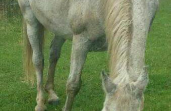 Agroturystyka Zaborski Sad - Foto 53