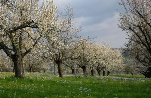Haus am Blauenbach - Foto 31