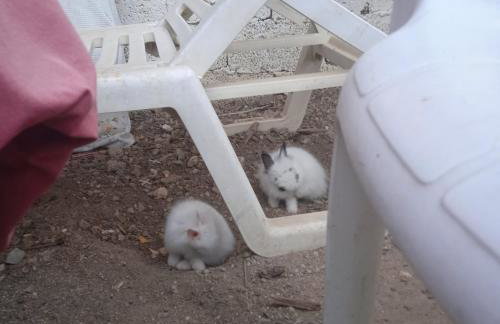 Το Μικρό Σπίτι στη Φάρμα! - Photo 18