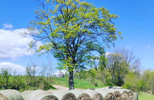 Zagroda Mazury -,,Domki nad Rozlewiskiem" - Foto 51