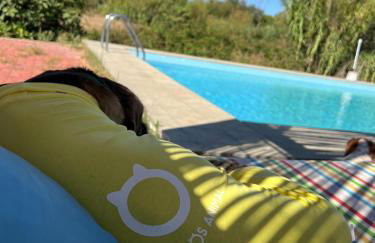 Santuário SOS Animal - Foto 30