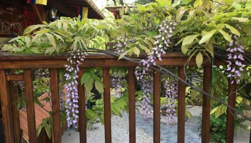 Casacoquelicot Un jardin sud-américain en Provence - Foto 3