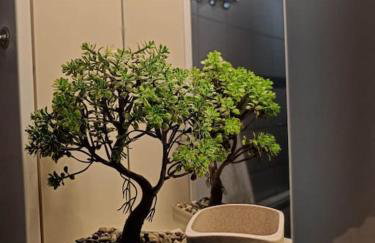 Φρίντα στο κέντρο της Ορεστιάδας - Foto 21