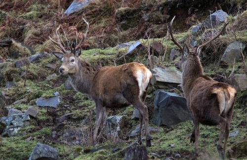 Rosemount Cottage TWO - Highland Cottage - Foto 53