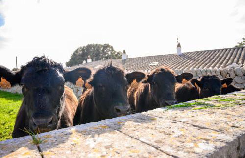 Agroturismo Llucmaçanes Gran - Foto 100
