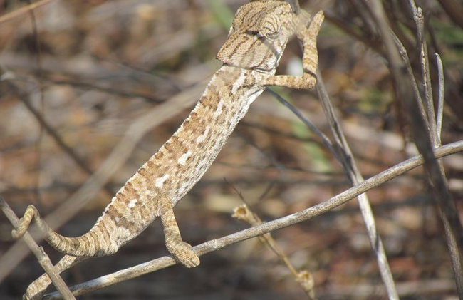 Medio día de observación de aves alrededor de Faro - Foto 7