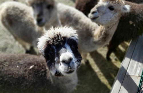 Ferienwohnung Bungenhof Alpacas - Foto 10