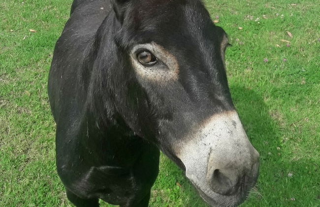 La Principina - Borgo S.Antonio - Borgo S.Giuseppe - Foto 68