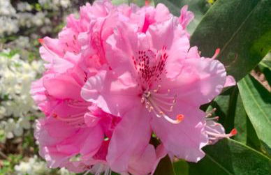 Villa Col di Luna-ProseccoHills - Foto 78