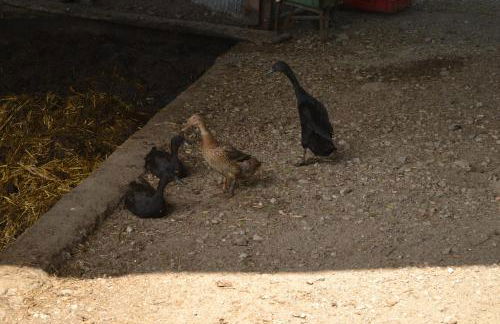 Gruberhof - Photo 24