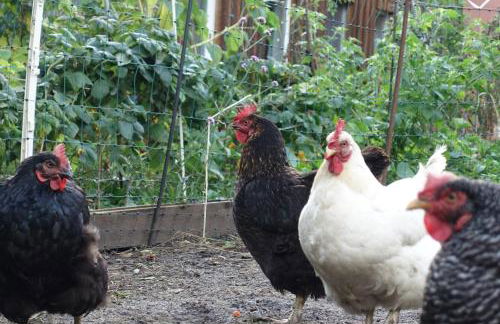 Omas Linde - Foto 20