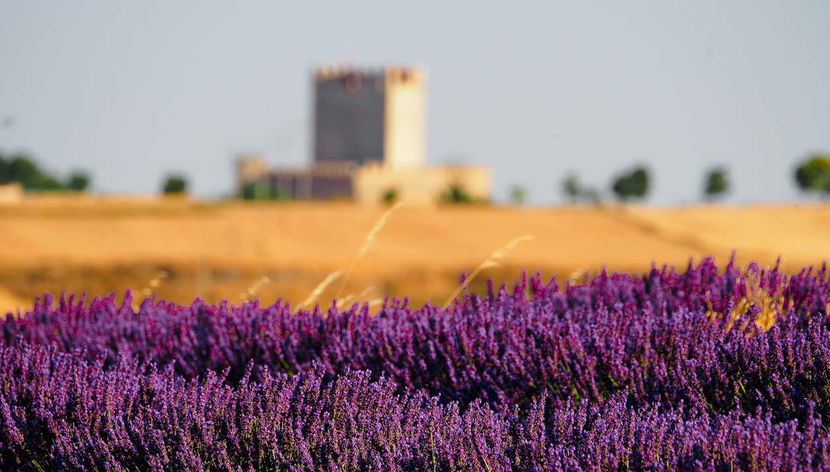 Visita guiada por Tiedra - Foto 2