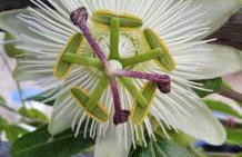 Kuća Mali Raj - Little Paradise - Foto 44