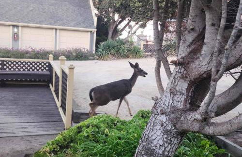 Charming Beach House-Ocean View(270H) - Foto 20