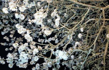 Tenuta i Lecci di Gurian Roberta Maura - Foto 83