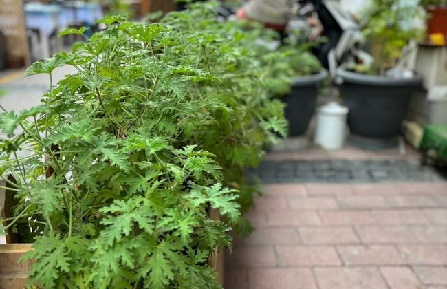 Can Can Apart - Foto 16