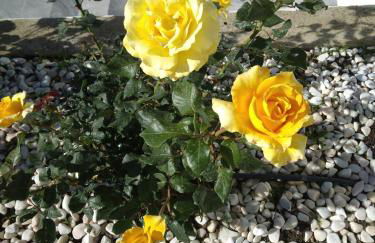 Casa dos Avós - Foto 35