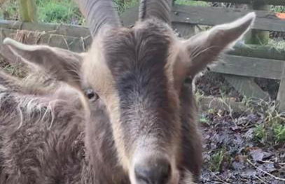 Morvoren Cottage - Foto 18