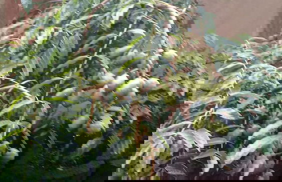 Paradise Resting Home - Photo 31