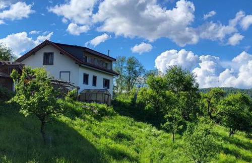 Coeurvert Calme en clairière - Ruhe in der Waldlichtung - Forest clearing stillness - Foto 76