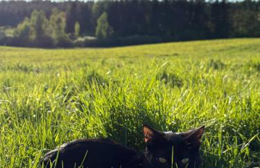 Agroturystyka Żółta Ostoja - Foto 17