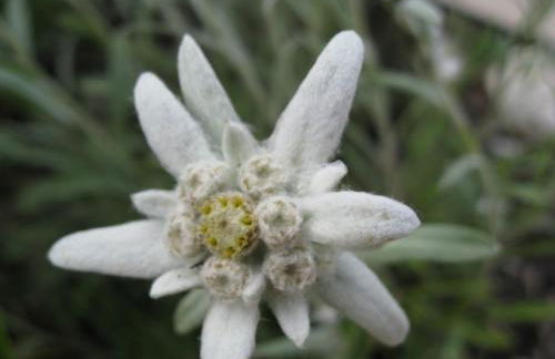 Gästehaus Bergfrieden - Foto 8