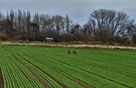 Kerschenhof - Foto 20