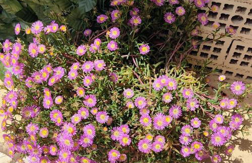 La Bouganville e Il Gelsomino - Foto 34