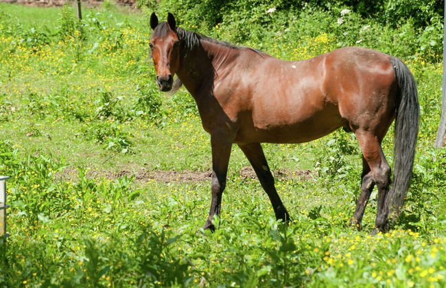 Charming Cottage, Thirimont - Foto 39