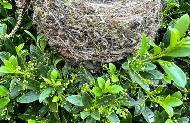 Nature's Nest - Woodland Retreat - Fireplace - Quiet and Cozy - Foto 27