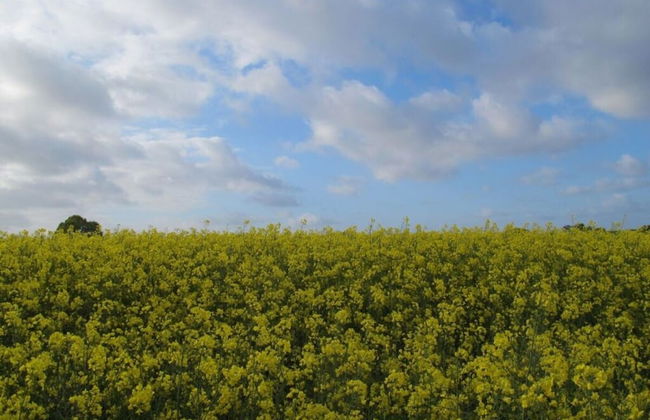 Schwanen Herz Comfortable Holiday Residence - Foto 13