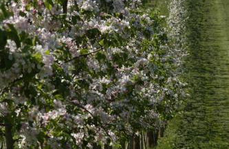 Ferienhof Hopfgärtle Müller - Foto 12