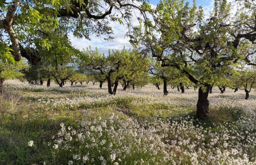 Cortijo RAMBLA LA HIGUERA I - Foto 12