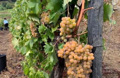 Casa da Oliveira - Photo 26