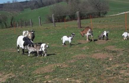 Gite Du Colombier - Foto 47