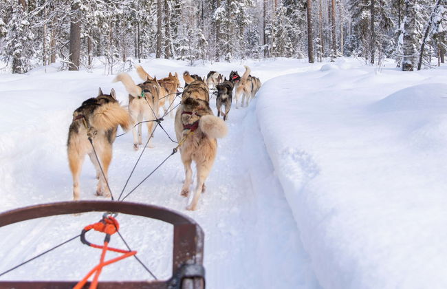 Husky Sleigh Ride - Photo 4