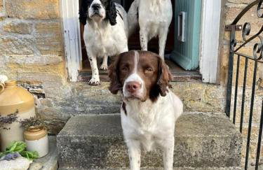 Spaniel Cottage with views of Ham hill, Stoke sub Hamdon - Photo 20